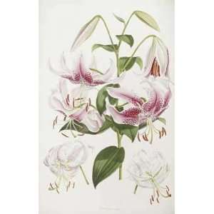 Monograph of The Genus Lilium Henry John Elwes. 18.00 inches by 26 