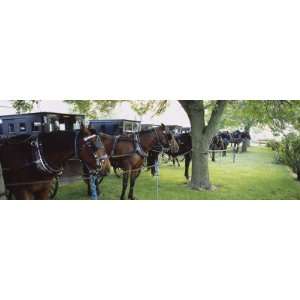 Amish Buggies and Horses Parked at a Farm, Arthur, Illinois, USA 