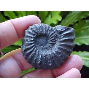  A0804 Gemqz Black Ammonite Fossil Double Sided Large 