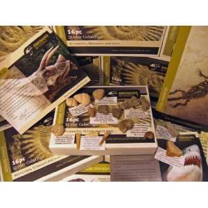   Ammonites, Dinosaurs and more   Educational Set   NEW Packaging Home