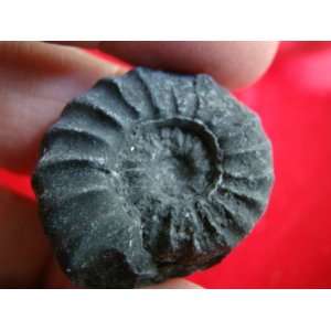  S8302 Black Ammonite Fossil Double Sided Healing 
