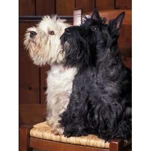  Domestic Dogs, West Highland Terrier / Westie Sitting on a 