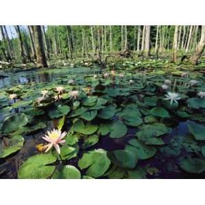  Fragrant Water Lilies Cover a Virginia Swamp Stretched 
