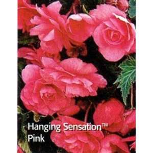  Hanging Sensation Picotee Pink Begonia 2 Bulbs Patio 