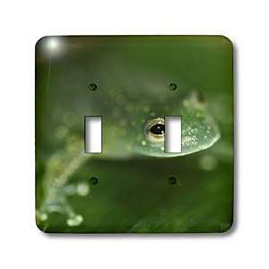 Kike Calvo Panama   Tree frog   Light Switch Covers   double toggle 