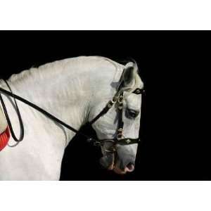  Andalusian Horse at Work   Peel and Stick Wall Decal by 