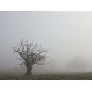  Single Tree Silhouetted in Field, Mist in Rural Mid Devon 