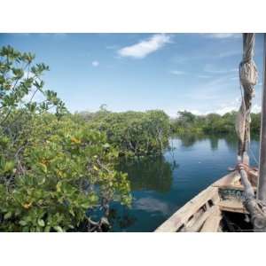  Mangrove Swamp, Lamu Island, Kenya, East Africa, Africa 