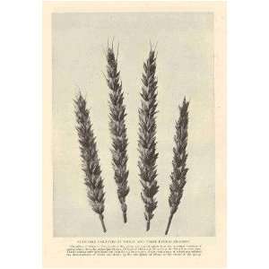  1908 Future Wheat Supply United States Plant Genetics 