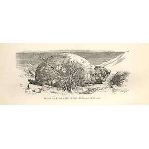  Coast Rat Or Sand Mole 1862 Engraving By Daziel