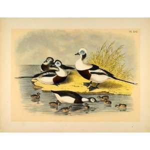  1881 Chromolithograph Birds Long tailed Duck Ducklings 