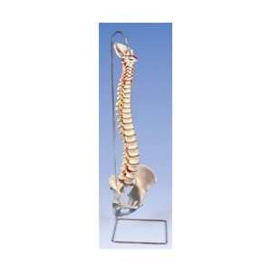   Spine Model   Spinal Model   Vertebral Column