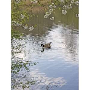 Canada Goose on a Pond, Hampstead Heath, London, England, United 