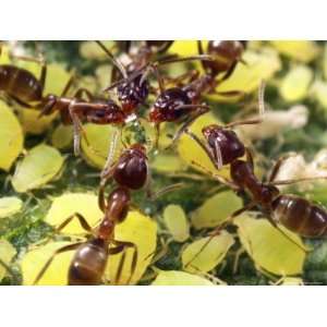 Close up of Ants Harvesting Honeydew from Aphids, Lakeside, California 