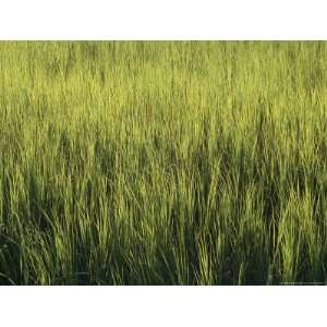  A Lush Patch of Aquatic Grasses in a Marsh Photographers 