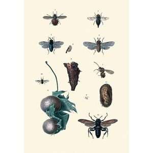  Insect Study #8   12x18 Framed Print in Gold Frame (17x23 