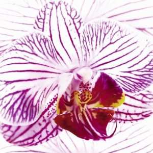  Orchid I   Poster by Mel Allen (11.75 x 11.75)