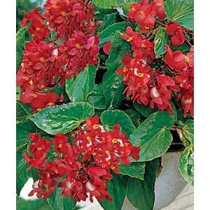   Begonia, Dragon Wing? Hybrid 1 Pkt. (25 seeds) Patio, Lawn & Garden