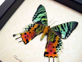 REAL AMAZING MADAGASCAR SUNSET MOTH / BUTTERFLIES 163 V  