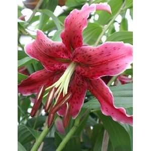  Lily   Species   Miss Feya Patio, Lawn & Garden