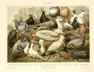 NATURAL HISTORY ANTIQUE PRINT   PIGEONS   TAUBEN   1897  