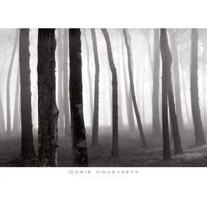 Fog, San Francisco Presidio by Chris Honeysett. Size 36.00 X 24.00 Art 