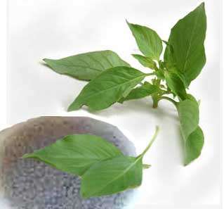 200 seeds Hairy basil,Ocimum americanum,Thai herb  