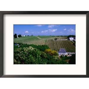  Vineyards and Farmhouses, Chinon, France Collections 