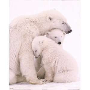  Polar Bear Family   Photography Poster   16 x 20