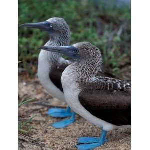  Blue Footed Boobies of the Galapagos Islands, Ecuador 