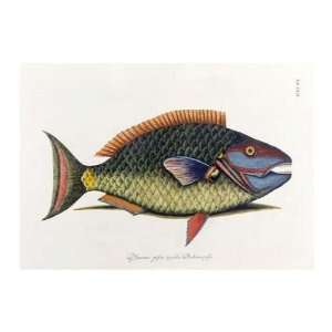 The Parrot Fish Mark Catesby. 14.00 inches by 11.00 inches. Best 