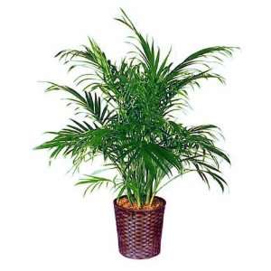 Cat Palm Plant, 3 4 feet  Grocery & Gourmet Food