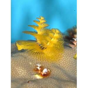  Christmas Tree Worm, St. Johns Reef, Red Sea Premium 