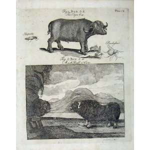    Encyclopaedia Britannica 1801 Musk Bull Cow Animals
