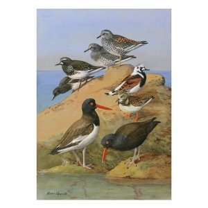  Painting of two species of oystercatcher, turnstone, and a 