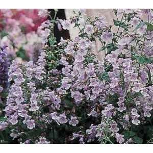  Penstemon   Violet Dusk   #1 Container Patio, Lawn 