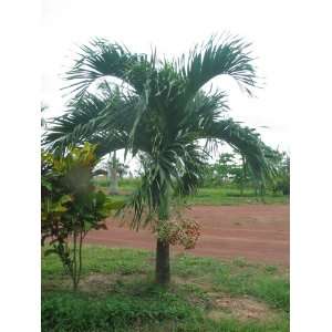  Adonidia merrillii   Tropical Manila Palm 30 seeds 