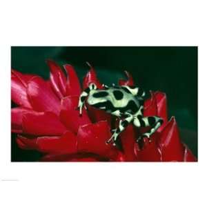  Green and Black Poison Frog Poster (24.00 x 18.00)