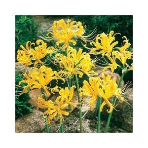 Golden Magic Lily Lycoris aurea potted plant bulb