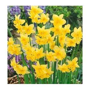  Daffodil   Split Cup   Tripartite Patio, Lawn & Garden