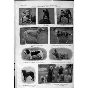  1900 Alexandra Palace Dog Show Bull Sheep James Rockcliff 