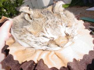 Missouri Bobcat fur Rug for Hunter/trappers Log Cabin  