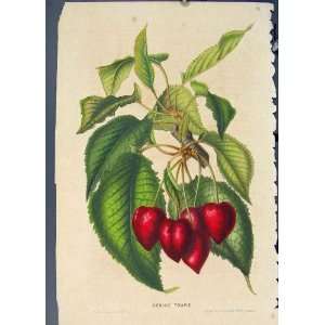  Cerise Toupie Flora Fauna Flower Colour Antique Print 