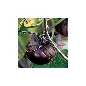  Purple De Milpa Tomatillo   Pack Patio, Lawn & Garden