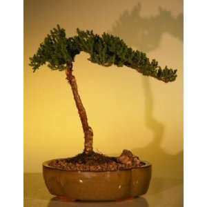   Senior juniper procumbens nana  Grocery & Gourmet Food