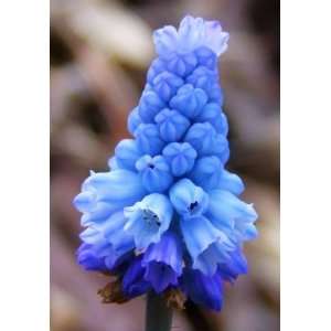  Tinfoil Grape Hyacinth Muscari Flower Bulbs 100 Bulk 