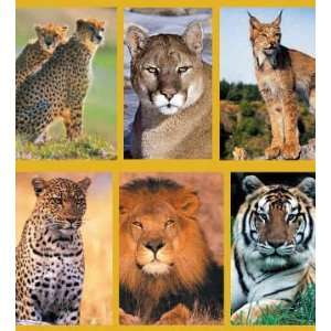  BIG CATS    Magnetic Bookmark Pack  