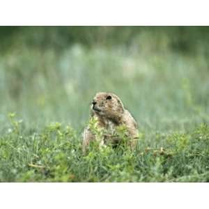  Prairie Dog in Theodore Roosevelt National Park, North 