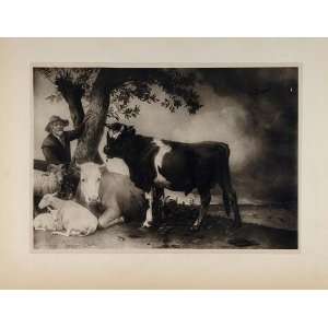 1901 Paul Potter Young Bull Cow Lamb Ram Lithograph   Original 