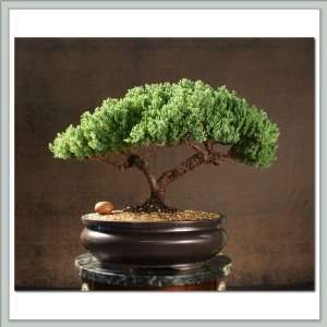Bonsai Tree Juniper VII  Grocery & Gourmet Food